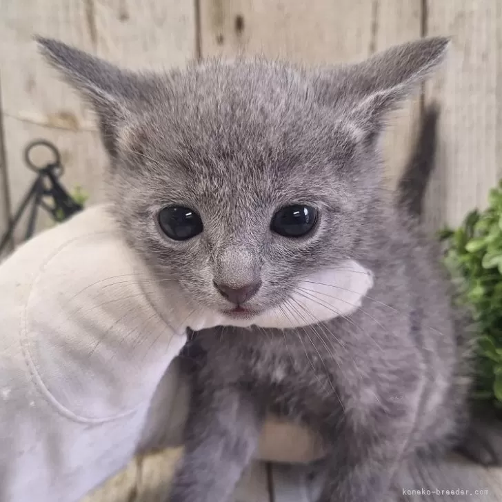 S.T 様のお迎えした子猫