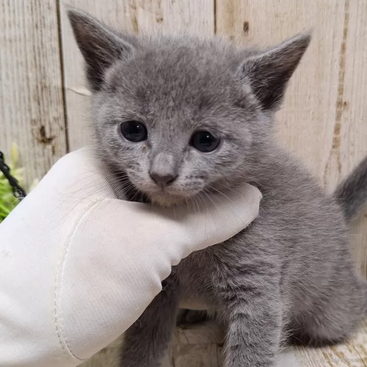 ぬき 様のお迎えした子猫