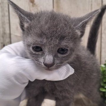 ロシアンブルー【千葉県・女の子・2024年10月22日・ブルー】の写真「このネコちゃんの見学は12月19日で終了となります」