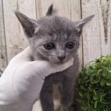 ロシアンブルー【千葉県・女の子・2024年10月16日・ブルー】の写真「このネコちゃんの見学は12月12日で終了となります」