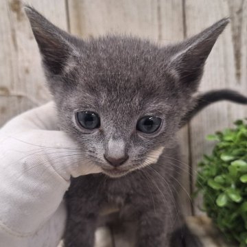 ロシアンブルー【千葉県・男の子・2024年9月17日・ブルー】の写真「このネコちゃんの見学は11月14日で終了となります」