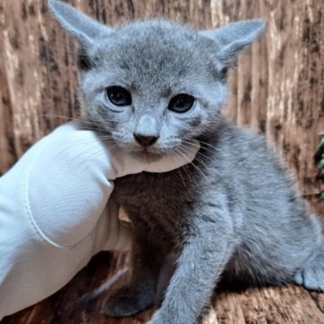 ロシアンブルー【千葉県・男の子・2023年8月10日・ブルー】このネコ