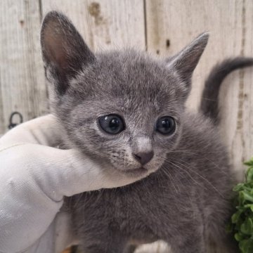 ロシアンブルー【千葉県・男の子・2024年10月16日・ブルー】の写真「このネコちゃんの見学は12月12日で終了となります」