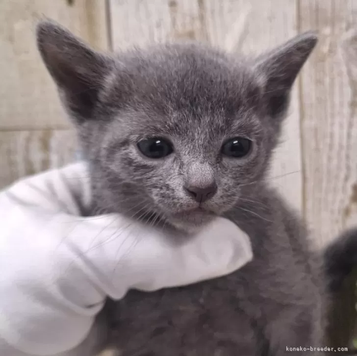 ID:2412-02195の子猫