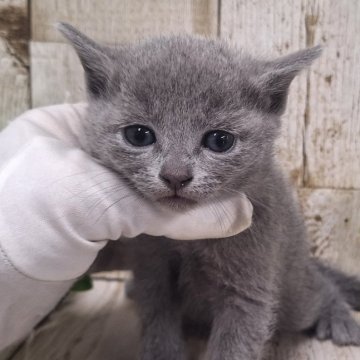 ロシアンブルー【千葉県・男の子・2024年11月26日・ブルー】の写真「このネコちゃんの見学は1月23日で終了となります」