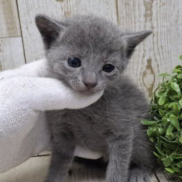 ロシアンブルー【千葉県・男の子・2025年3月12日・ブルー】の写真「このネコちゃんの見学は5月8日で終了となります」