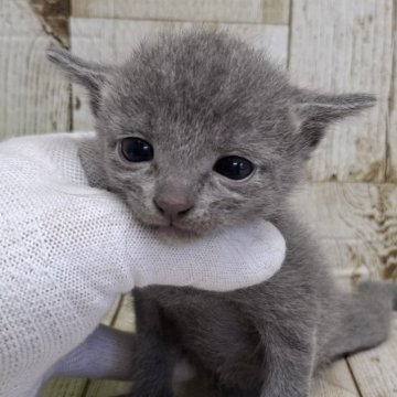 ロシアンブルー【千葉県・男の子・2025年3月13日・ブルー】の写真「このネコちゃんの見学は5月8日で終了となります」