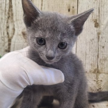 ロシアンブルー【千葉県・女の子・2025年1月8日・ブルー】の写真「このネコちゃんの見学は3月6日で終了となります」