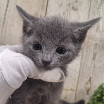 ロシアンブルー【千葉県・男の子・2024年12月5日・ブルー】の写真「このネコちゃんの見学は1月30日で終了となります」