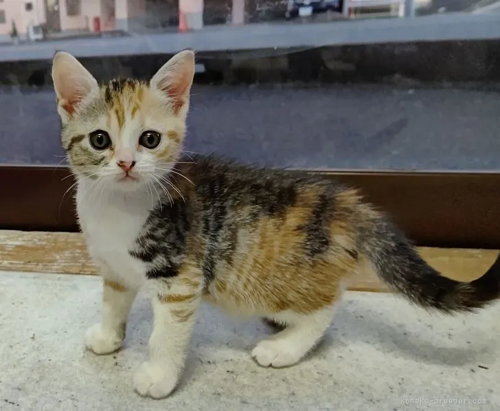 ID:2109-00869の子猫