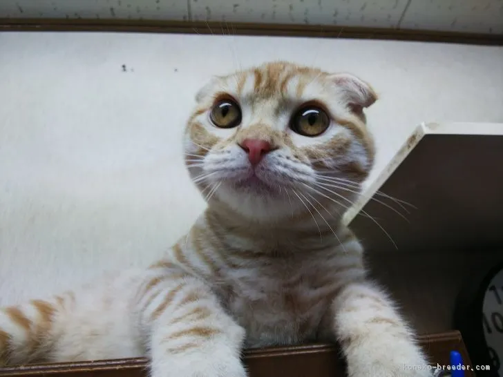 ID:1812-01229の子猫