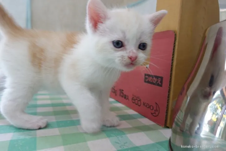 ID:2008-01116の子猫