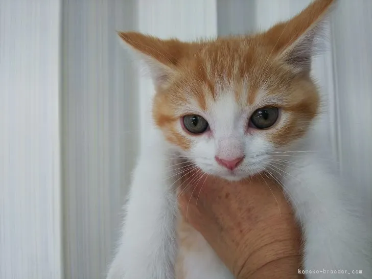 まめた 様のお迎えした子猫