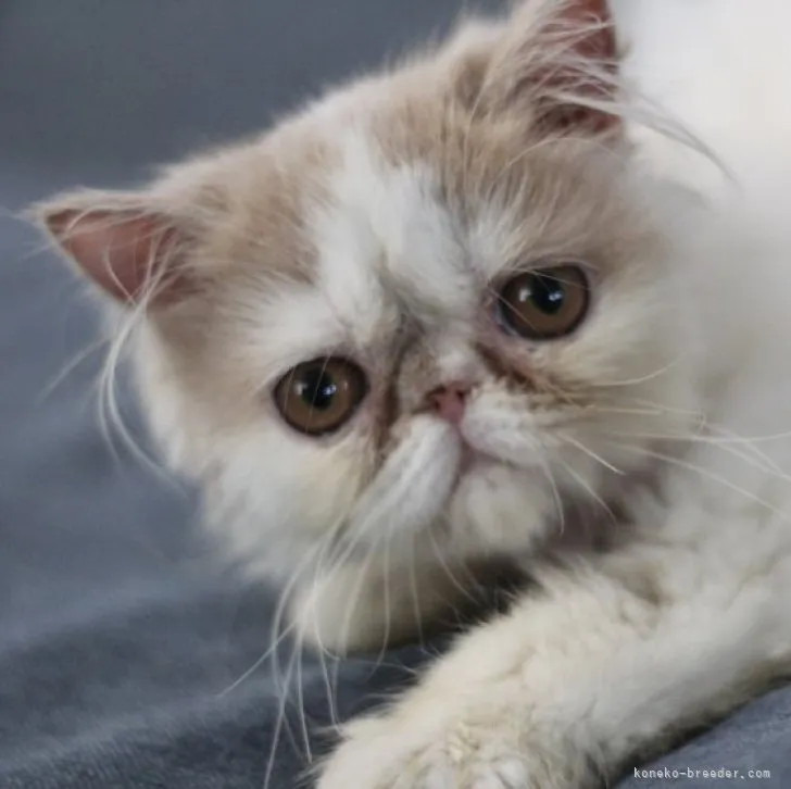ID:2304-01980の子猫