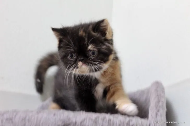 くろ 様のお迎えした子猫