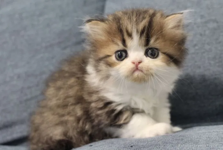 ぷちこ 様のお迎えした子猫