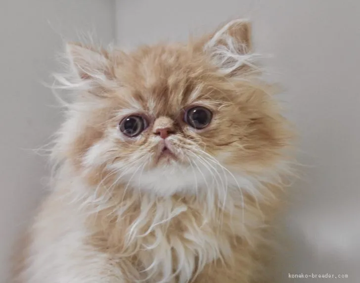 M.K 様のお迎えした子猫