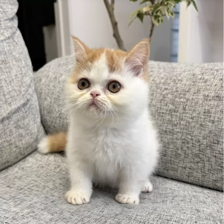 ID:2502-00984の子猫