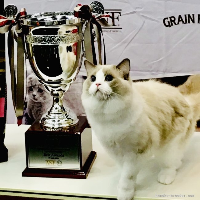 Best in Show 海外のキャットショーで出陳猫の中からBest Cat に選ばれました💖｜廣瀬　与志子(ひろせ　よしこ)ブリーダー(東京都・ラグドール・TICA登録)の紹介写真5