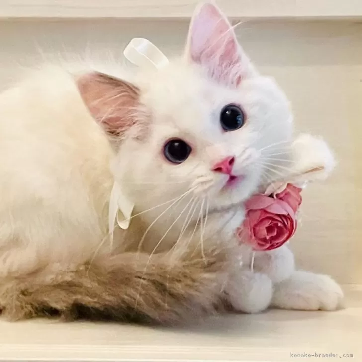ID:2502-00607の子猫