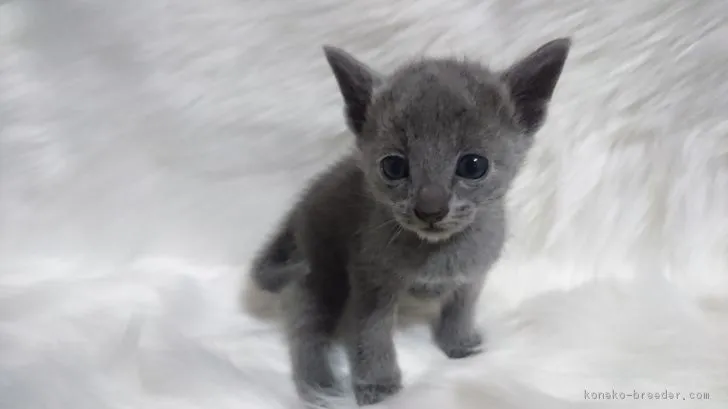 ID:1810-01714の子猫