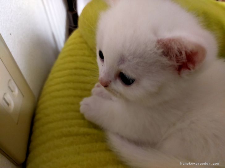 こむぎちゃん様専用 シャム猫 マンチカン 真っ白スコティッシュ