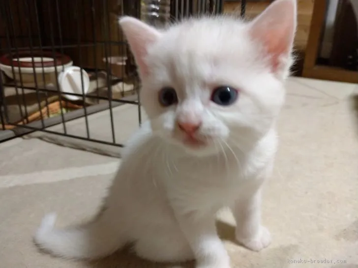 ID:2010-00630の子猫