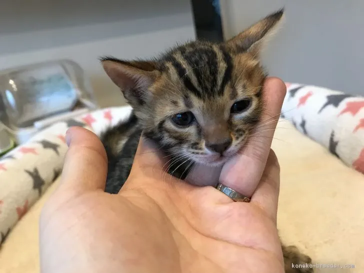 まり 様のお迎えした子猫