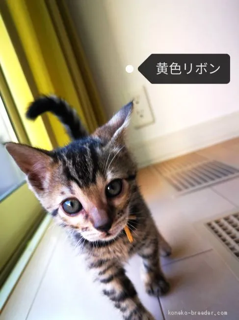 アトレー  爺 様のお迎えした子猫