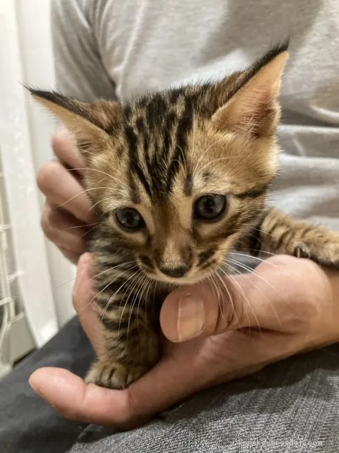 原田 様のお迎えした子猫