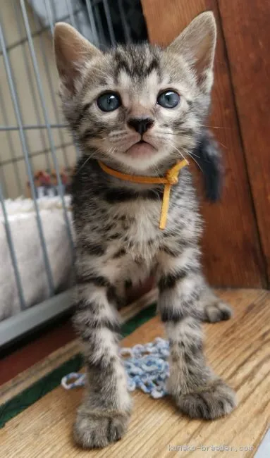 Venus 様のお迎えした子猫