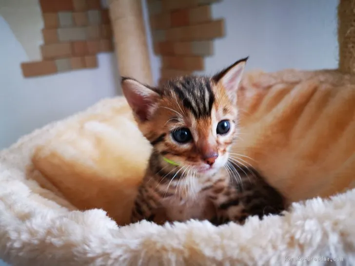 オリーブ 様のお迎えした子猫