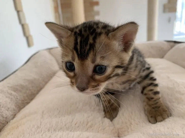 トニーちゃん 様のお迎えした子猫