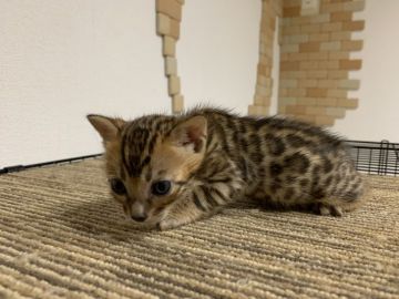 ベンガル【静岡県・男の子・2018年11月8日・ブラウンスポテッドタビー】の写真「可愛いベンガル男の子♂」