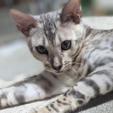 シルバー(スモーク)系のベンガルの子猫を探す｜ブリーダー直販の子猫販売【みんなの子猫ブリーダー】