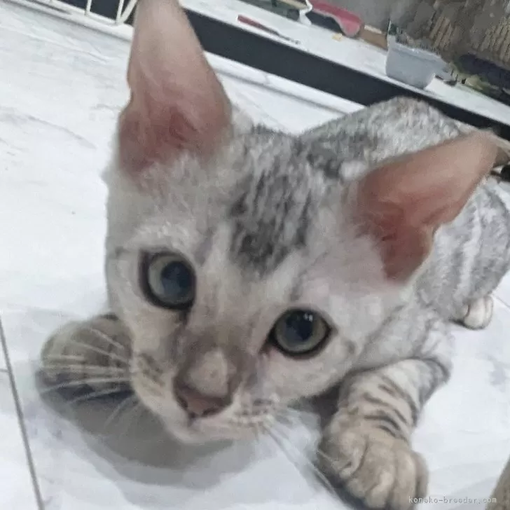 ID:2504-02671の子猫