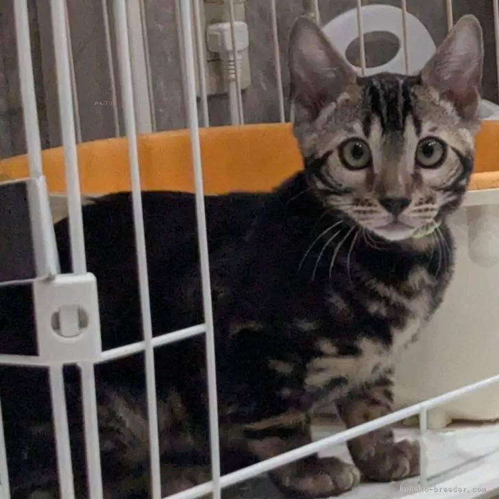 ID:2411-02181の子猫