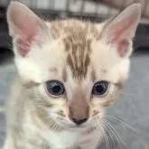 ベンガル