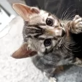 ベンガル