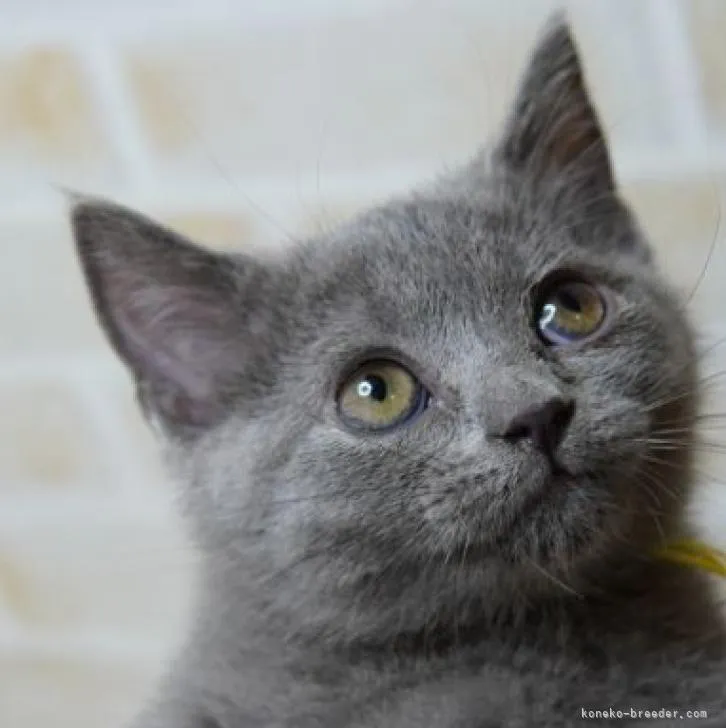 ID:2209-01268の子猫