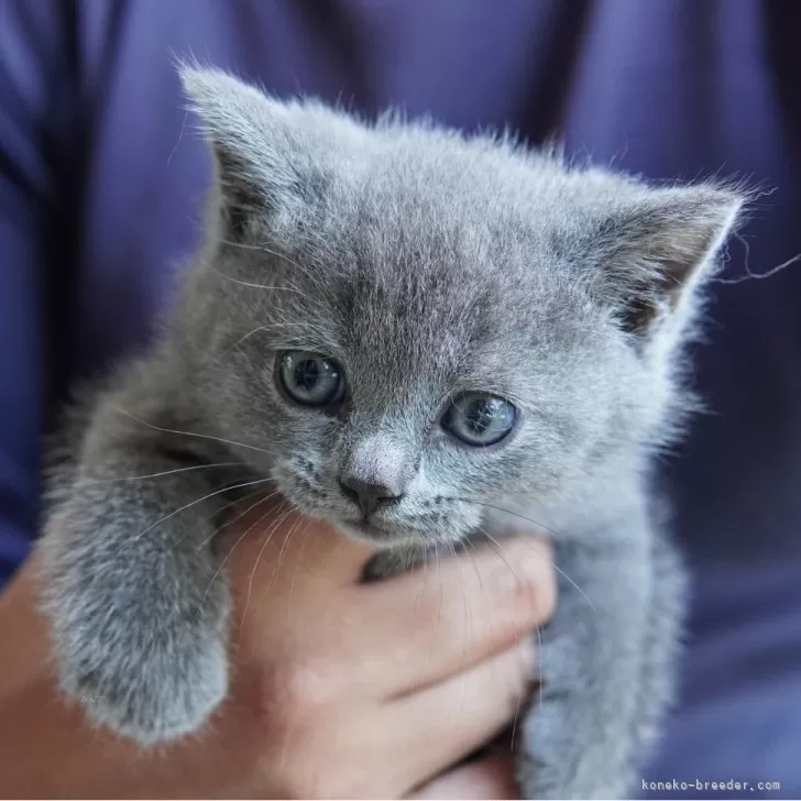 AKANE 様のお迎えした子猫