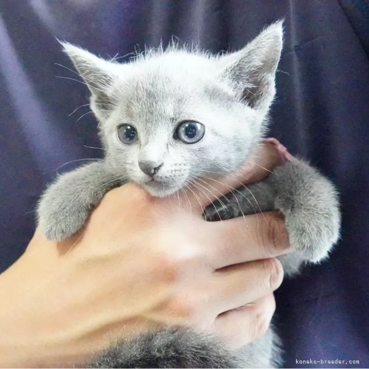 かっつ 様のお迎えした子猫