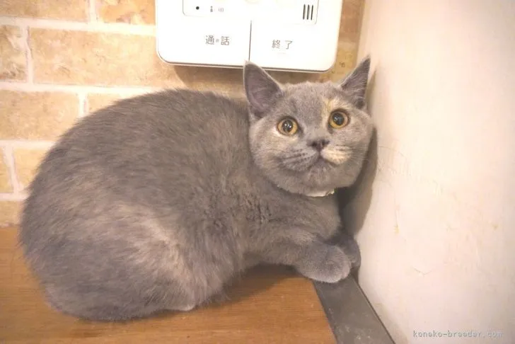 ID:2209-02163の子猫