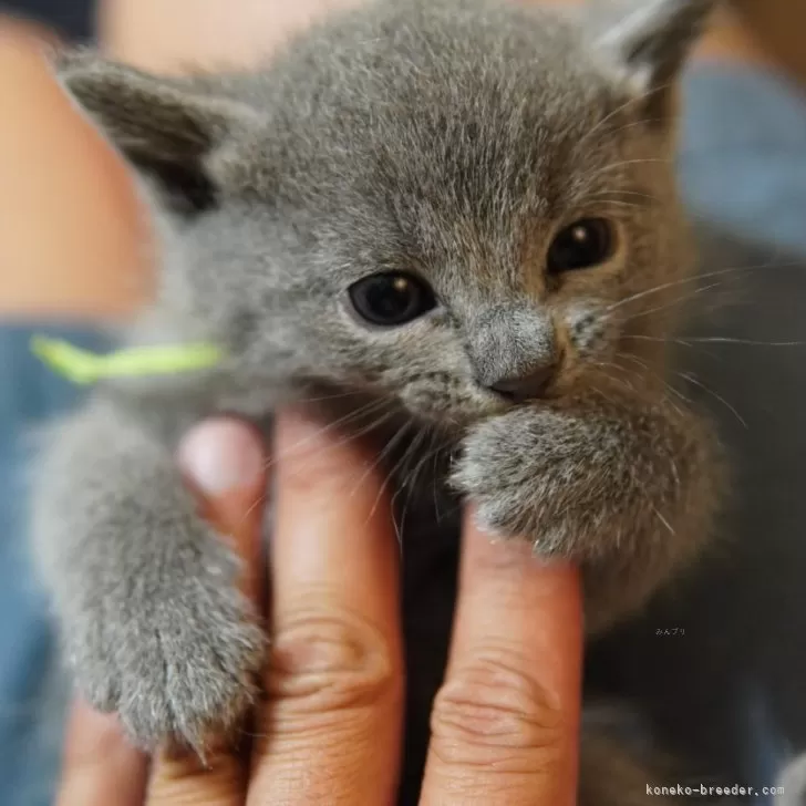 ヒトシ 様のお迎えした子猫