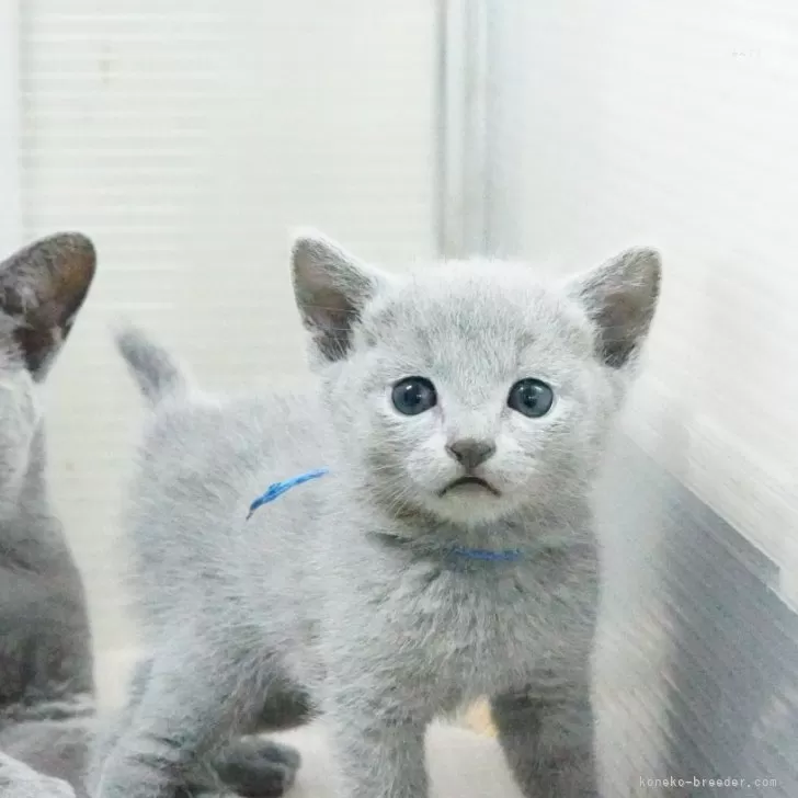 N.F 様のお迎えした子猫