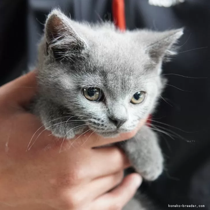 山下 様のお迎えした子猫