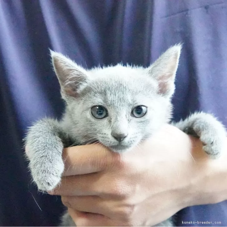 Y.T 様のお迎えした子猫