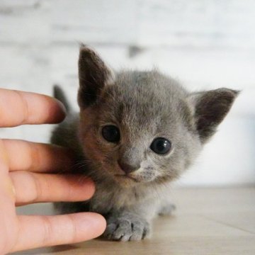 ロシアンブルー【神奈川県・男の子・2024年11月19日・ブルー】の写真「まだまだ赤にゃん♪可愛らしい男の子♪」