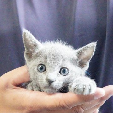 ロシアンブルー【神奈川県・男の子・2024年5月29日・ブルー】の写真「まんまるお目々の男の子♪」