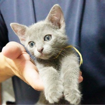 ロシアンブルー【神奈川県・男の子・2024年5月16日・ブルー】の写真「兄弟にゃんこと仲良く遊んでます♪」